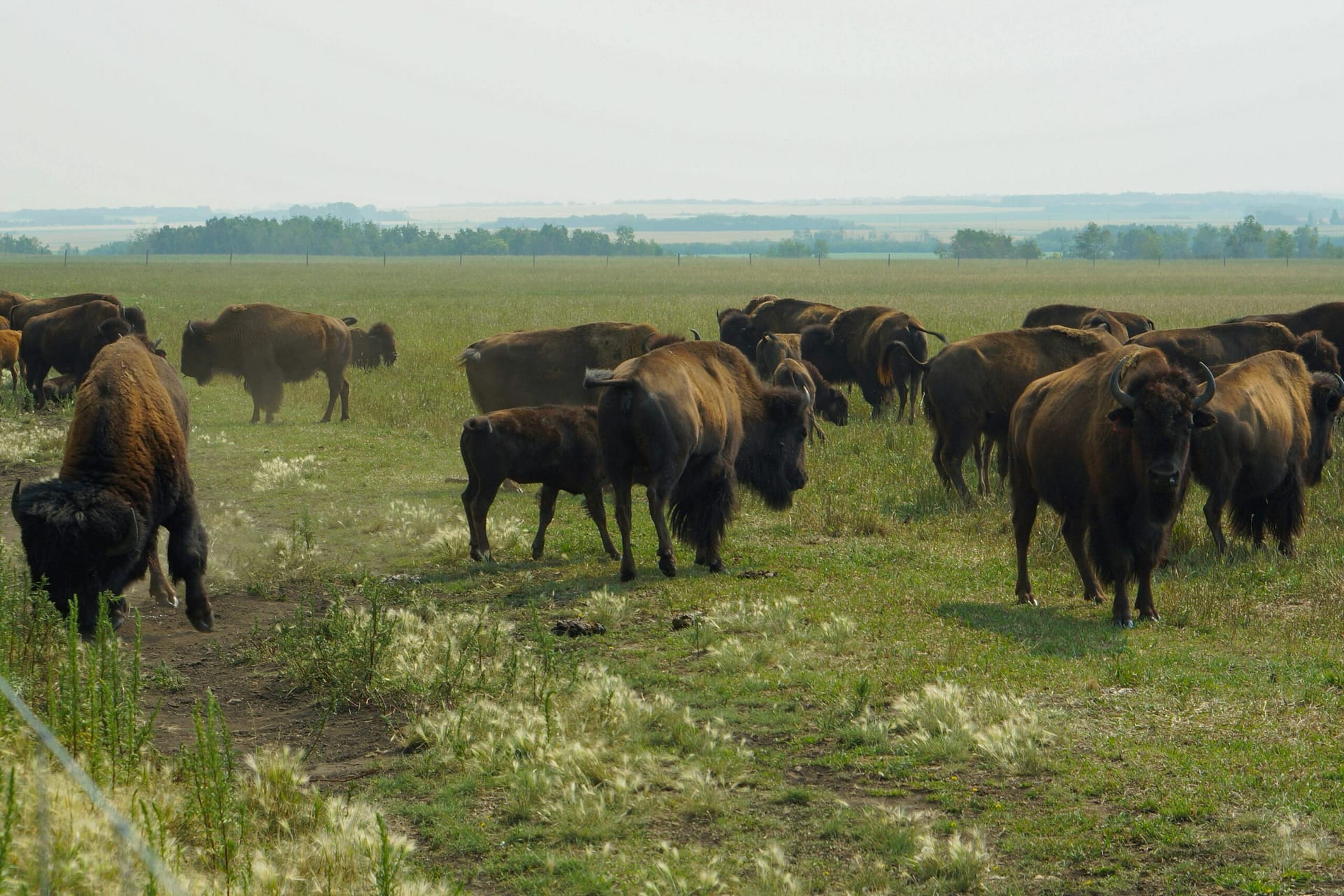 A herd of bison grazing peacefully in the grasslands near Saskatoon, Saskatchewan.